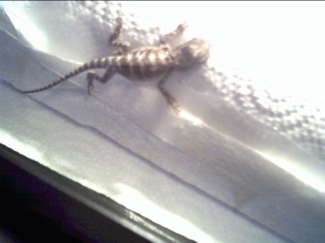 The 1st of our Hatchlings