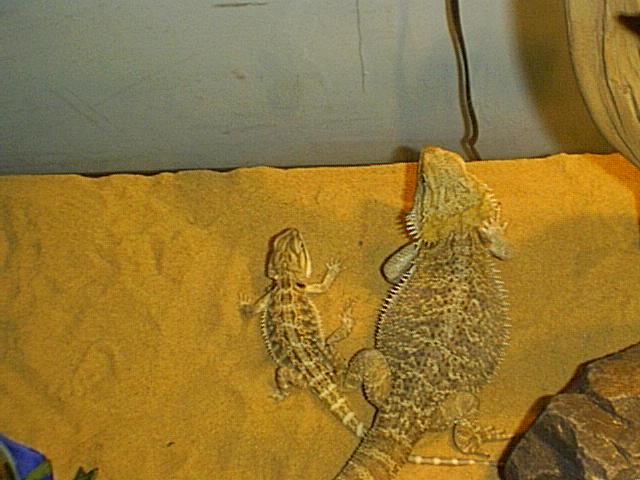 Draco and Kara