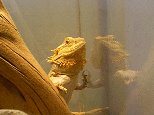 Orange Beard