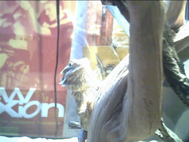 Who's there??