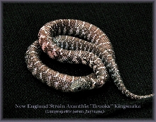 New England Axanthic