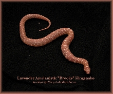 Lavender Albino