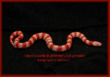 Amel Ruthveni