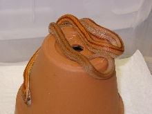 Bindi