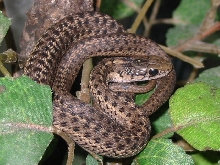 My Wandering Garter,Bert