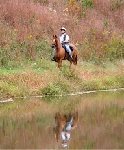 Impala de Herencia Paso Fino red dun mare