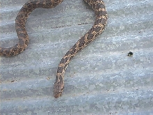 mystery snake