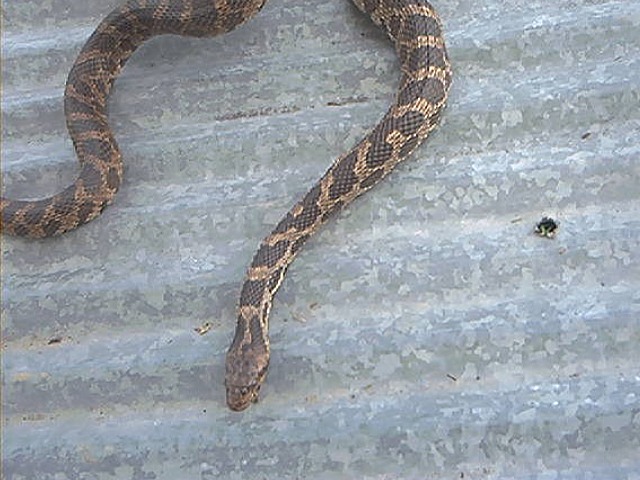 mystery snake