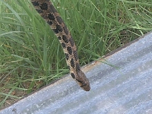fox snake head