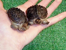 lil' snappers