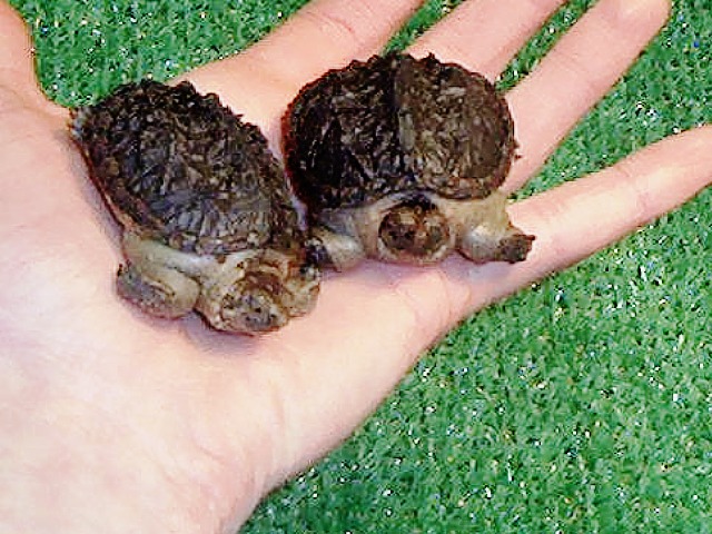 lil' snappers