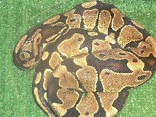 ball python
