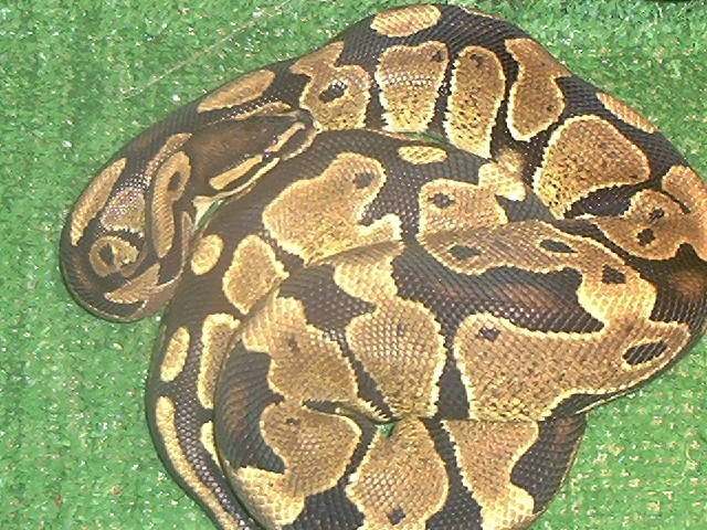 ball python