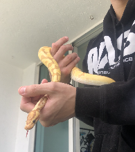 Ball Snake