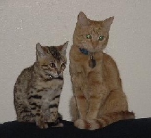Dexter and Hailey