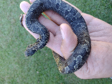 Eastern Hognose Defuniak springs FL local