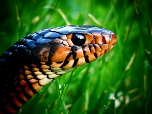 Majestic Eastern Indigo