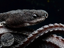 Xenodermus javanicus