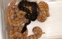 albinos