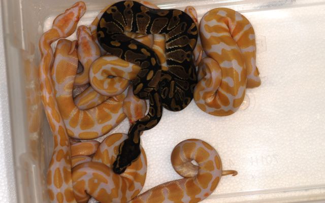 albinos