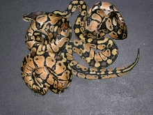 royal pastel