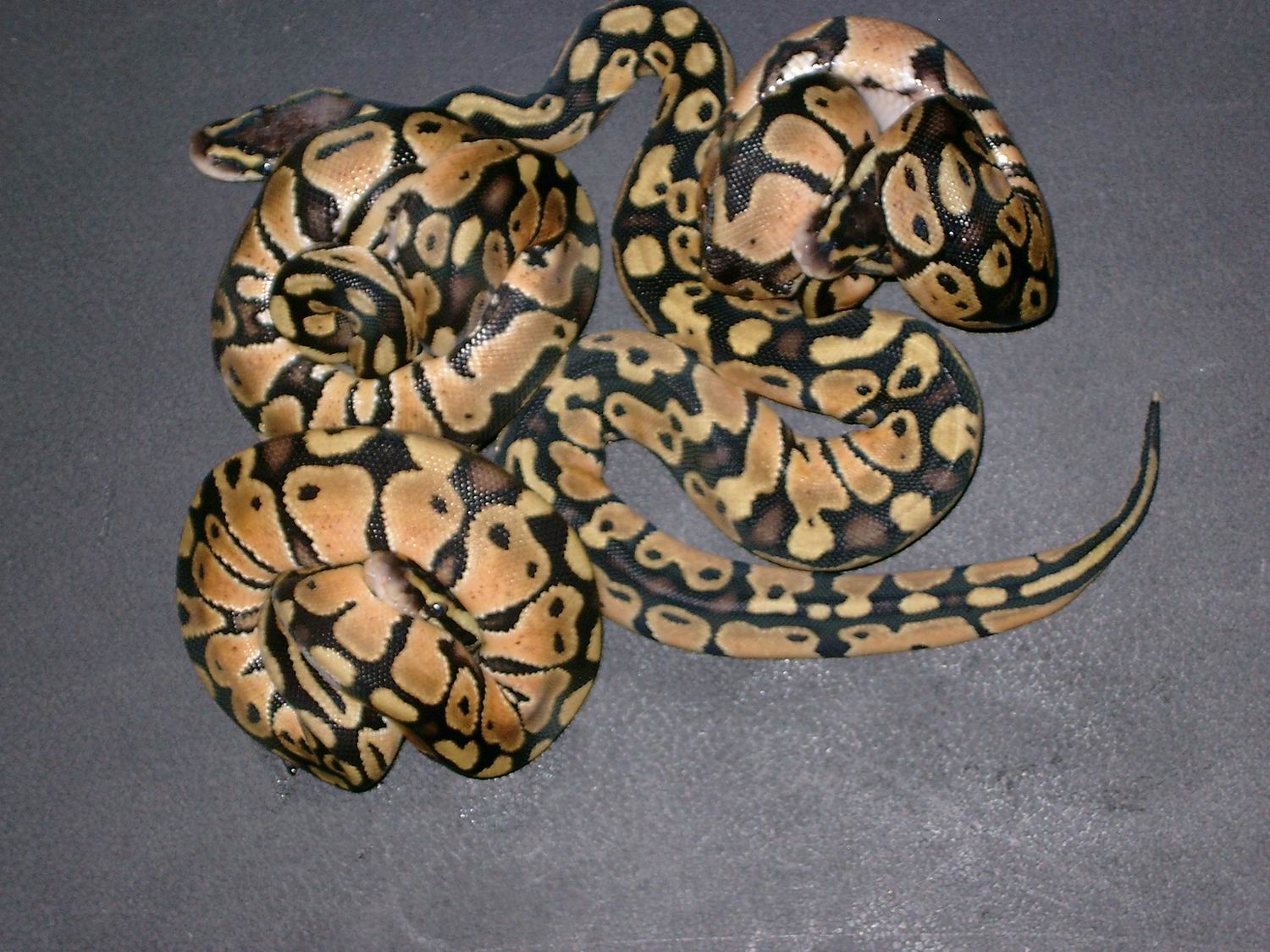 royal pastel