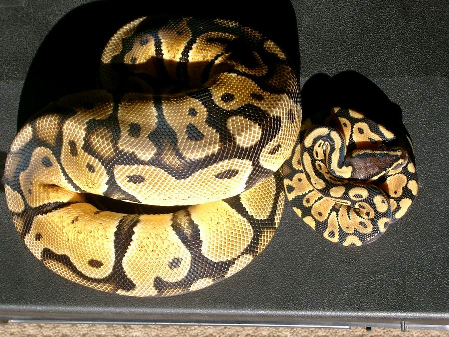 Royal Pastel