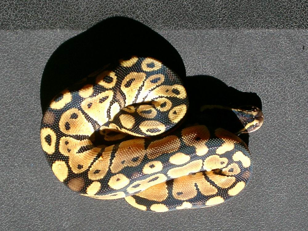 Outstanding 04 pastel