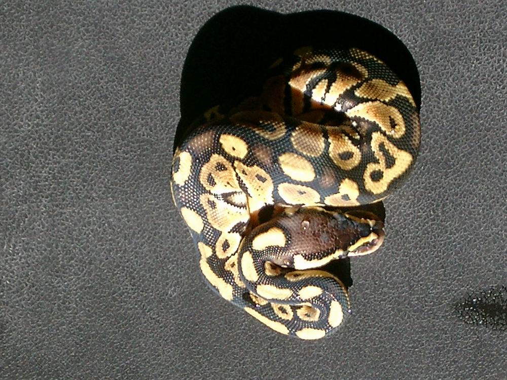 male 04 pastel