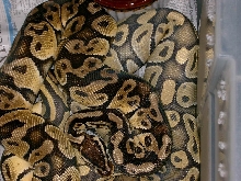 pastel X hypo