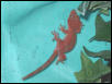 red cresty