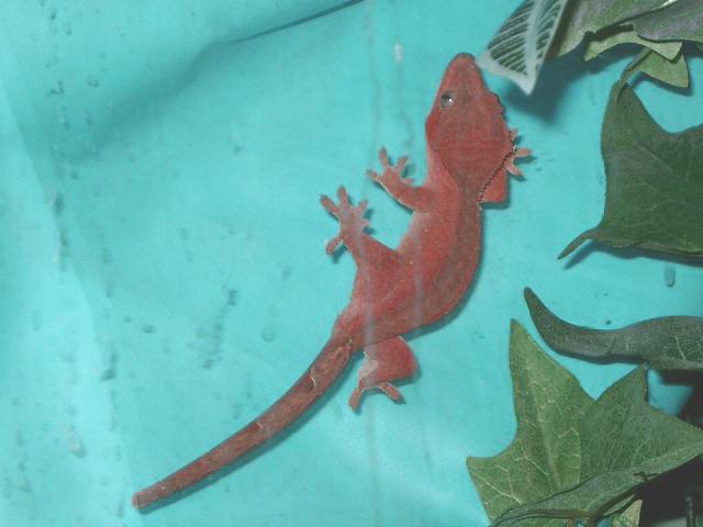 red cresty