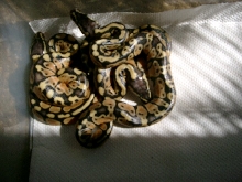 pastel ball hatchlings