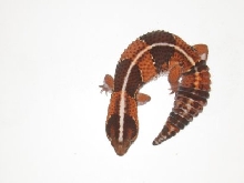 FAT TAIL