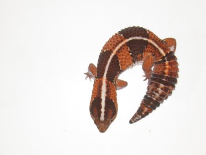 FAT TAIL