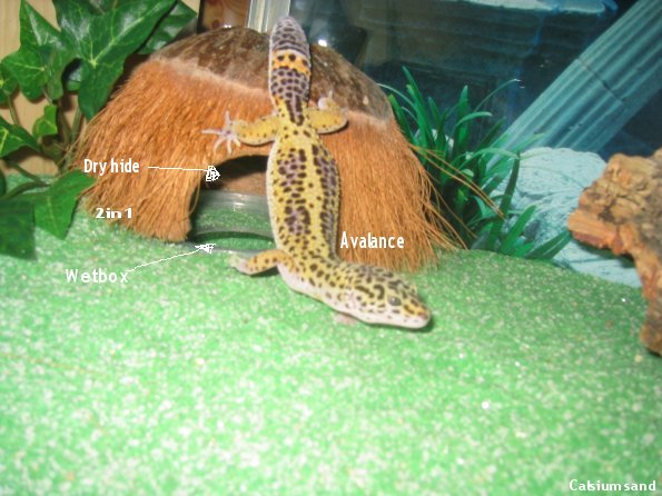 My Gecko Avalance