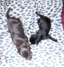 Millie & Chip