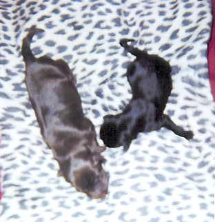 Millie & Chip