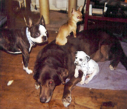 A painful good bye We miss you Pooh Bear..