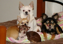 Chihuahua Gang