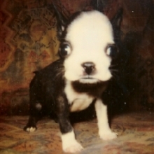 Baby Jack