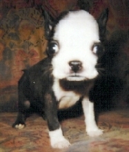 Jack