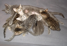 Rescued kitties!