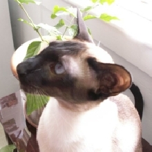 Tazo
