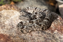 Rock Rattlesnake - Crotalus lepidus