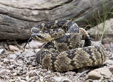 Black-tailed Rattlesnake - Crotalus molossus