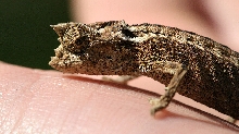B.thieli