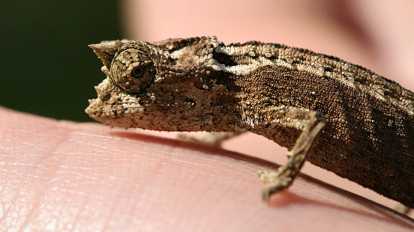 B.thieli