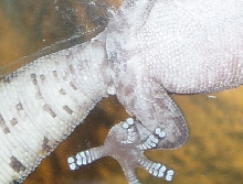 oedura vent