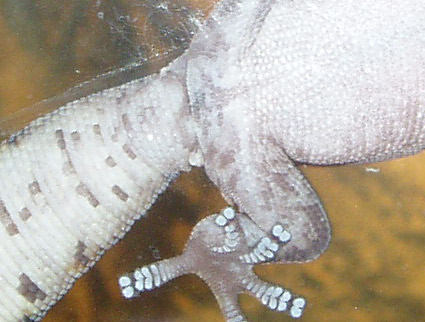 oedura vent